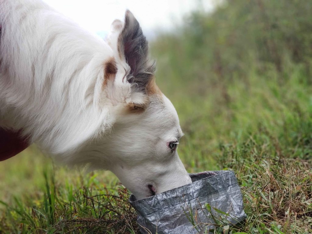 DutchWare Pup Bowl
